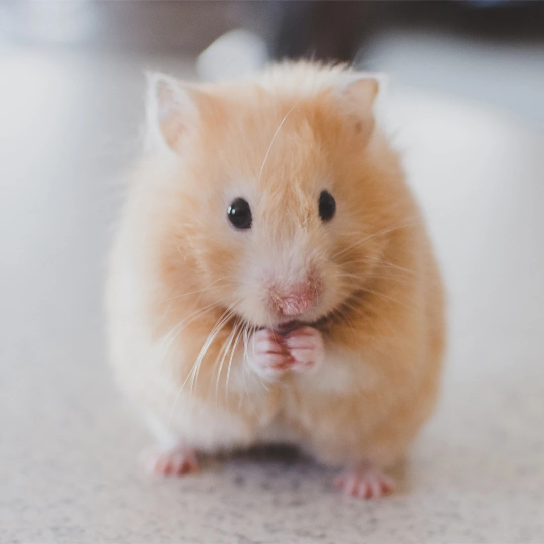 Diamond Painting Animal Hamster Mouse 5d Diy Mosaic Full Square Round Drill Diamant Of Rhinestone Daimond Embroidery Pictures
Diamond Painting Animal Hamster Mouse 5d Diy Mosaic Full Square Round Drill Diamant Of Rhinestone Daimond Embroidery Pictures