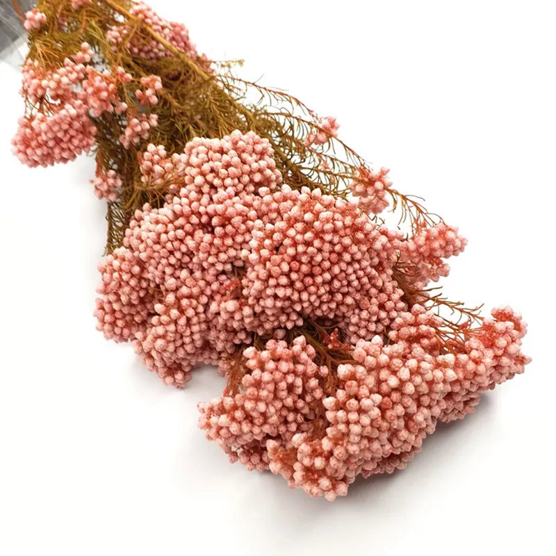 50g Natural Millet Fruit Dried Flower Wedding Decoration Artificial Flowers For Home Decoration Wedding Gifts For Guests
50g Natural Millet Fruit Dried Flower Wedding Decoration Artificial Flowers For Home Decoration Wedding Gifts For Guests