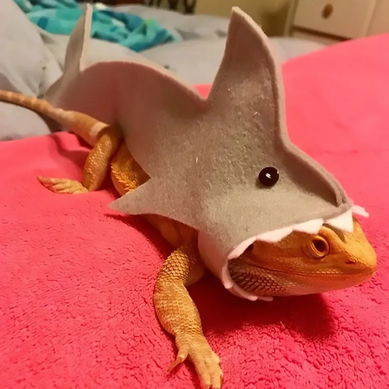 Small pet costumes felt material lizard costumes lizard shark transformation costumes lizard cross-dressing
Small pet costumes felt material lizard costumes lizard shark transformation costumes lizard cross-dressing