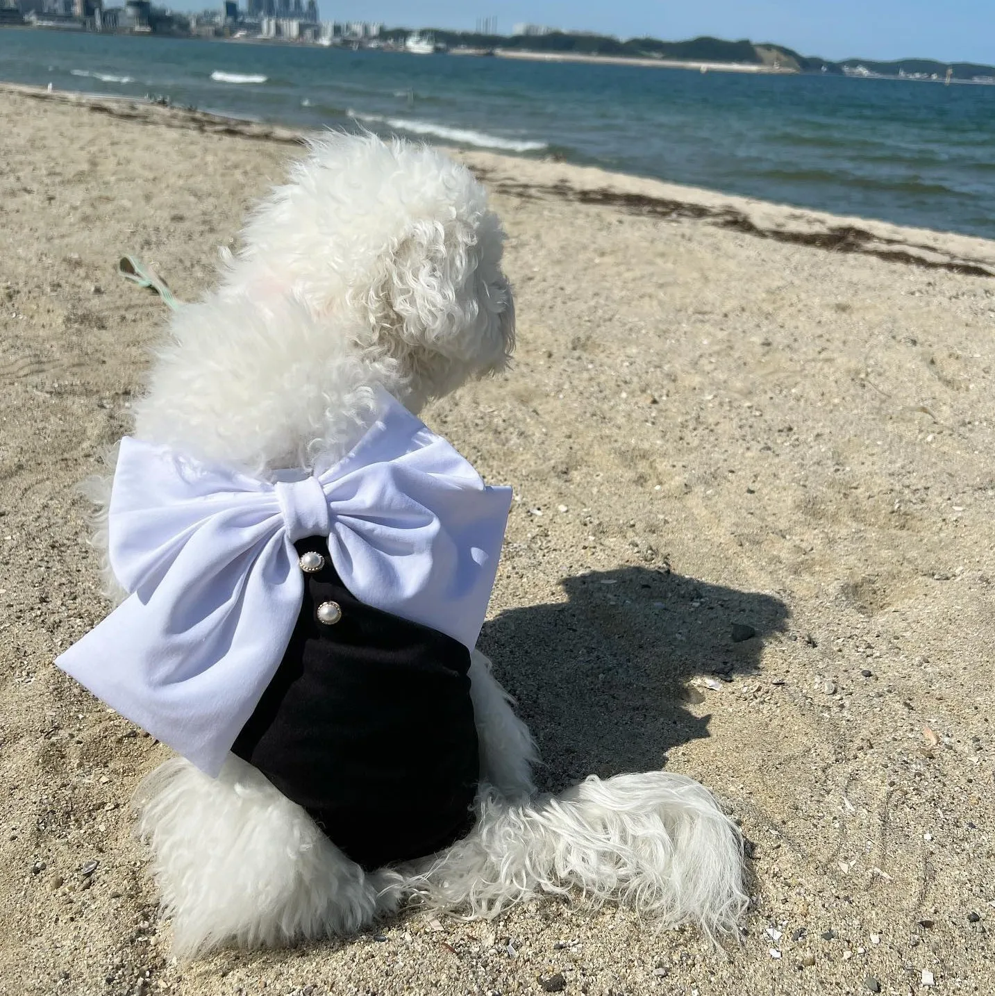 New INS Dog Bikini Bow Swimwear Elastic Lycra Ice Tank Top Black and White Luxury Dog Swimwear Fashion Design Photography Props
New INS Dog Bikini Bow Swimwear Elastic Lycra Ice Tank Top Black and White Luxury Dog Swimwear Fashion Design Photography Props