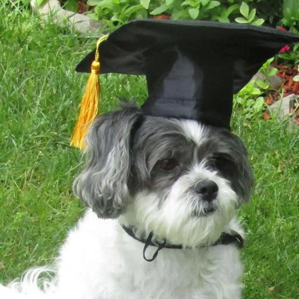 Pet Graduation Caps Small Dog Graduation Hats with Yellow Tassel Pet Graduation Costume for Dogs Cats Holiday Costume Accessory
Pet Graduation Caps Small Dog Graduation Hats with Yellow Tassel Pet Graduation Costume for Dogs Cats Holiday Costume Accessory