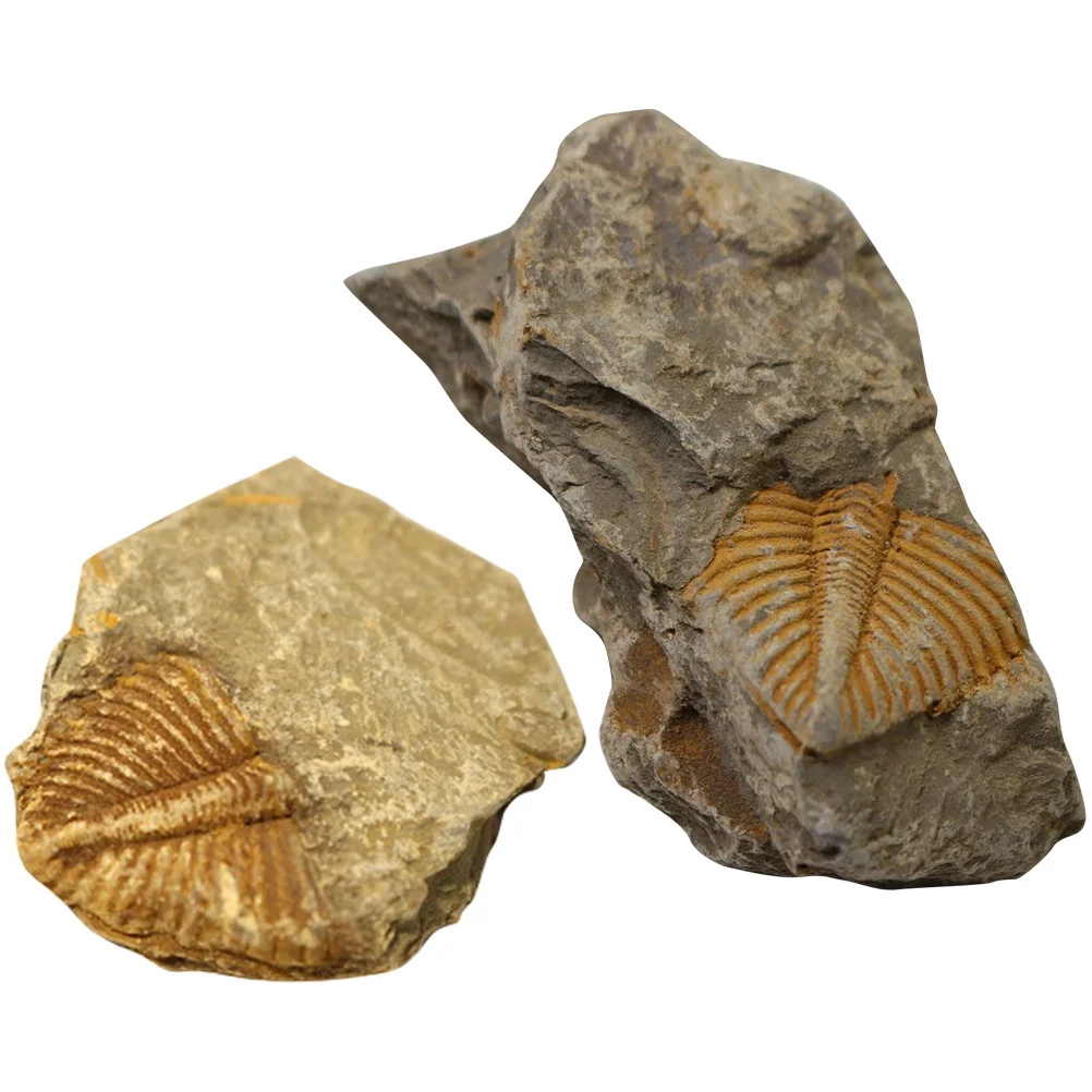 2Pcs Student Teaching Fossils Science Specimen Paleontology Model Trilobite Specimen Fossils Sample Science Learning Supply
2Pcs Student Teaching Fossils Science Specimen Paleontology Model Trilobite Specimen Fossils Sample Science Learning Supply