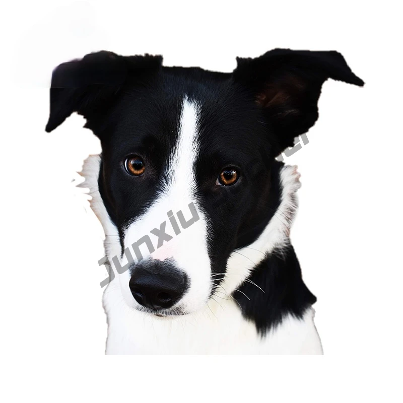 Border Collie Car Stickers Cute Decal Windshield Reflective Sticker Occlusion Scratch Bumper Trunk KK13*12cm
Border Collie Car Stickers Cute Decal Windshield Reflective Sticker Occlusion Scratch Bumper Trunk KK13*12cm