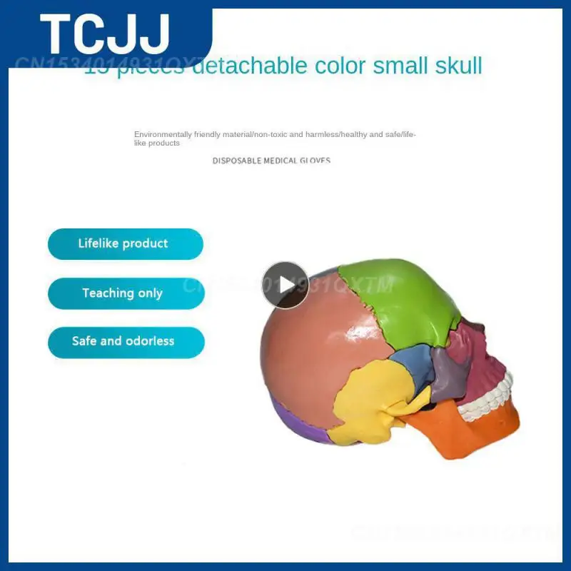 Resin Skeleton Model 13.5x8.5x9.5cm For Teaching Color Product Lifelike Educational Tools Human Anatomy Model Detachable
Resin Skeleton Model 13.5x8.5x9.5cm For Teaching Color Product Lifelike Educational Tools Human Anatomy Model Detachable