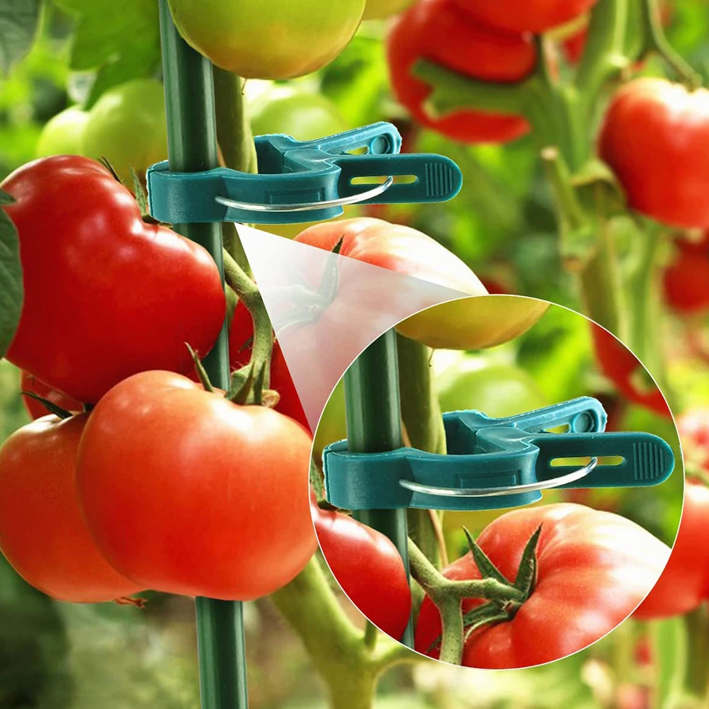 20pcs Vines Stalks Tomato Garden Tool Plant Clip Fixing Climbing Durable For Supporting Stem Weatherproof Reusable Grow Upright
20pcs Vines Stalks Tomato Garden Tool Plant Clip Fixing Climbing Durable For Supporting Stem Weatherproof Reusable Grow Upright