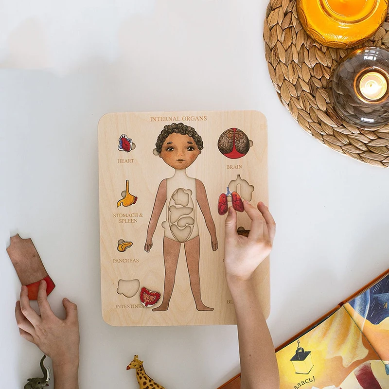 Kids Montessori 3D Wooden Puzzle Human Body Anatomy Model Educational Learning Organ Assembled Toy Organ Teaching Tools
Kids Montessori 3D Wooden Puzzle Human Body Anatomy Model Educational Learning Organ Assembled Toy Organ Teaching Tools