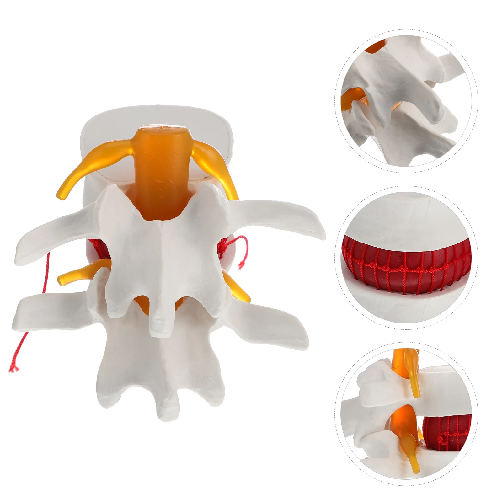 

Spine Model Medical Anatomy Mannequin Body Enlargement Lumbar Disc Herniation Presentation Teaching PVC Health equipment
