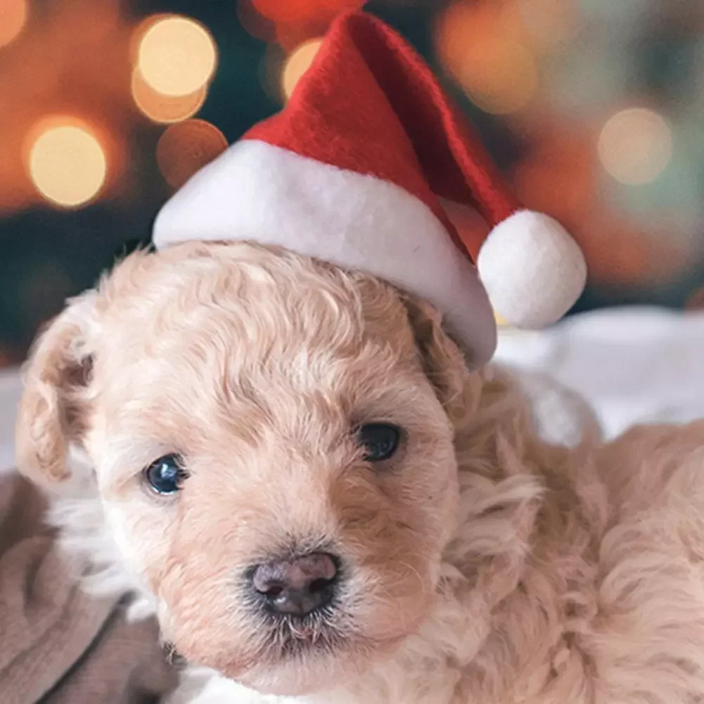 Christmas Pet Cat Dog Santa Claus Hat Winter Warm New Year Plush Caps Party Pet Costume Xmas Home Decorations Supplies
Christmas Pet Cat Dog Santa Claus Hat Winter Warm New Year Plush Caps Party Pet Costume Xmas Home Decorations Supplies