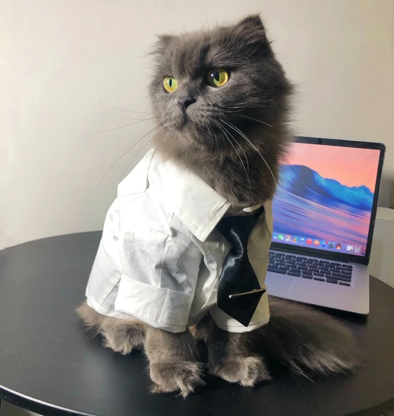 Luxury Pet Dog Clothes Designer Puppy Shirt Set Wedding Tie French Bulldog Chihuahua Vest Dog Shirts for Small Dog Pet Supplies 
Luxury Pet Dog Clothes Designer Puppy Shirt Set Wedding Tie French Bulldog Chihuahua Vest Dog Shirts for Small Dog Pet Supplies