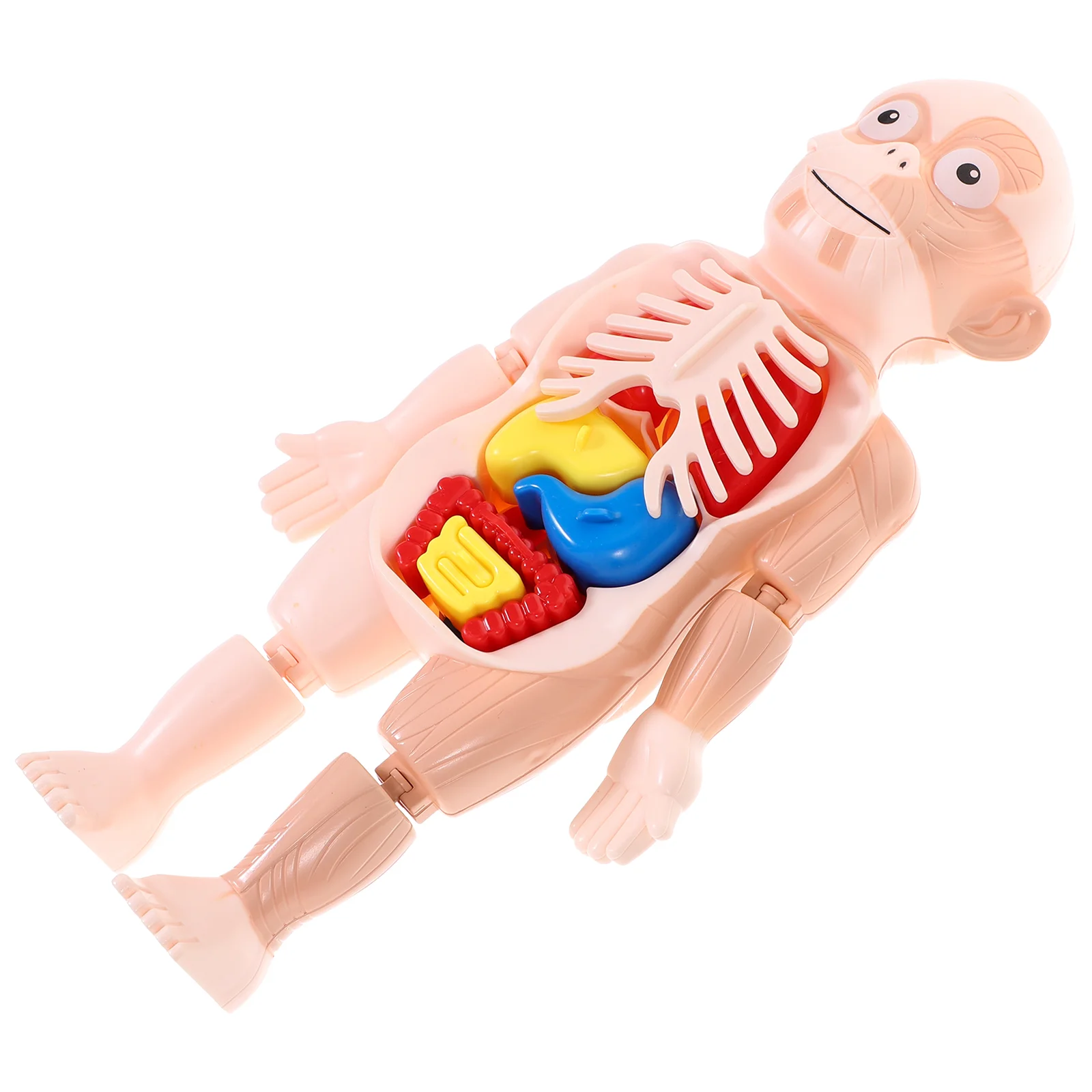 Model Body Human Anatomy Kidstoy Assembly Mannequin Educationalscience Toys Torsokit Tools Scientific Classroom Demonstration
Model Body Human Anatomy Kidstoy Assembly Mannequin Educationalscience Toys Torsokit Tools Scientific Classroom Demonstration