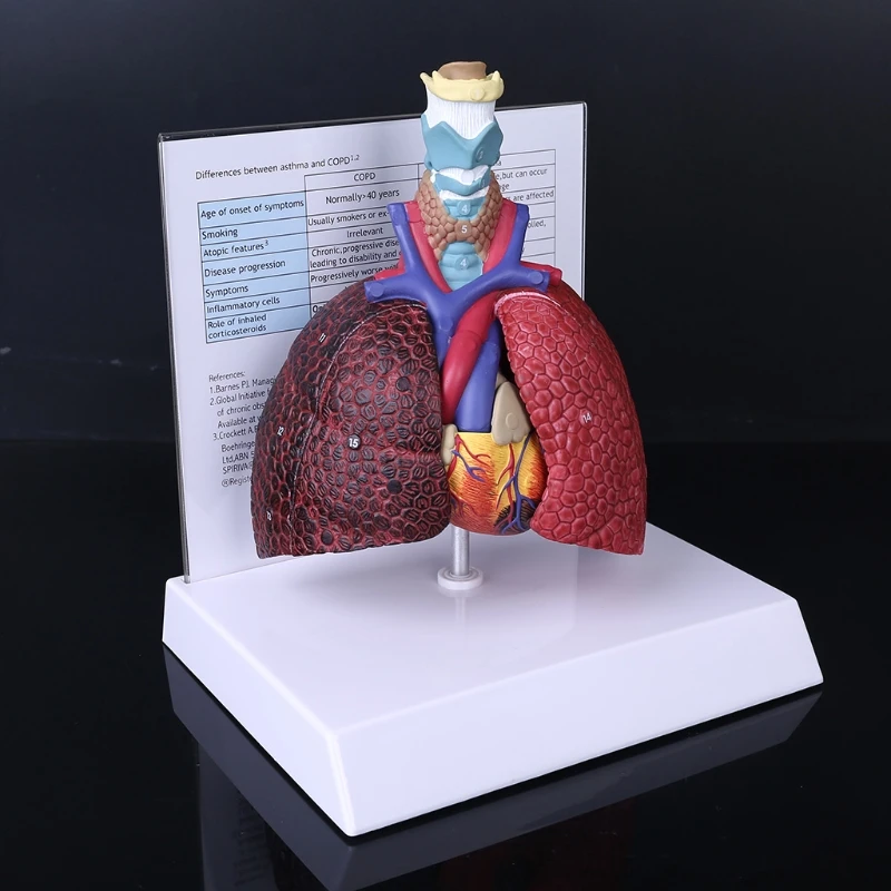 Life Size Human Lung Model Anatomical Respiratory System Anatomy for School Science Resources Study Display Teaching Tool
Life Size Human Lung Model Anatomical Respiratory System Anatomy for School Science Resources Study Display Teaching Tool
