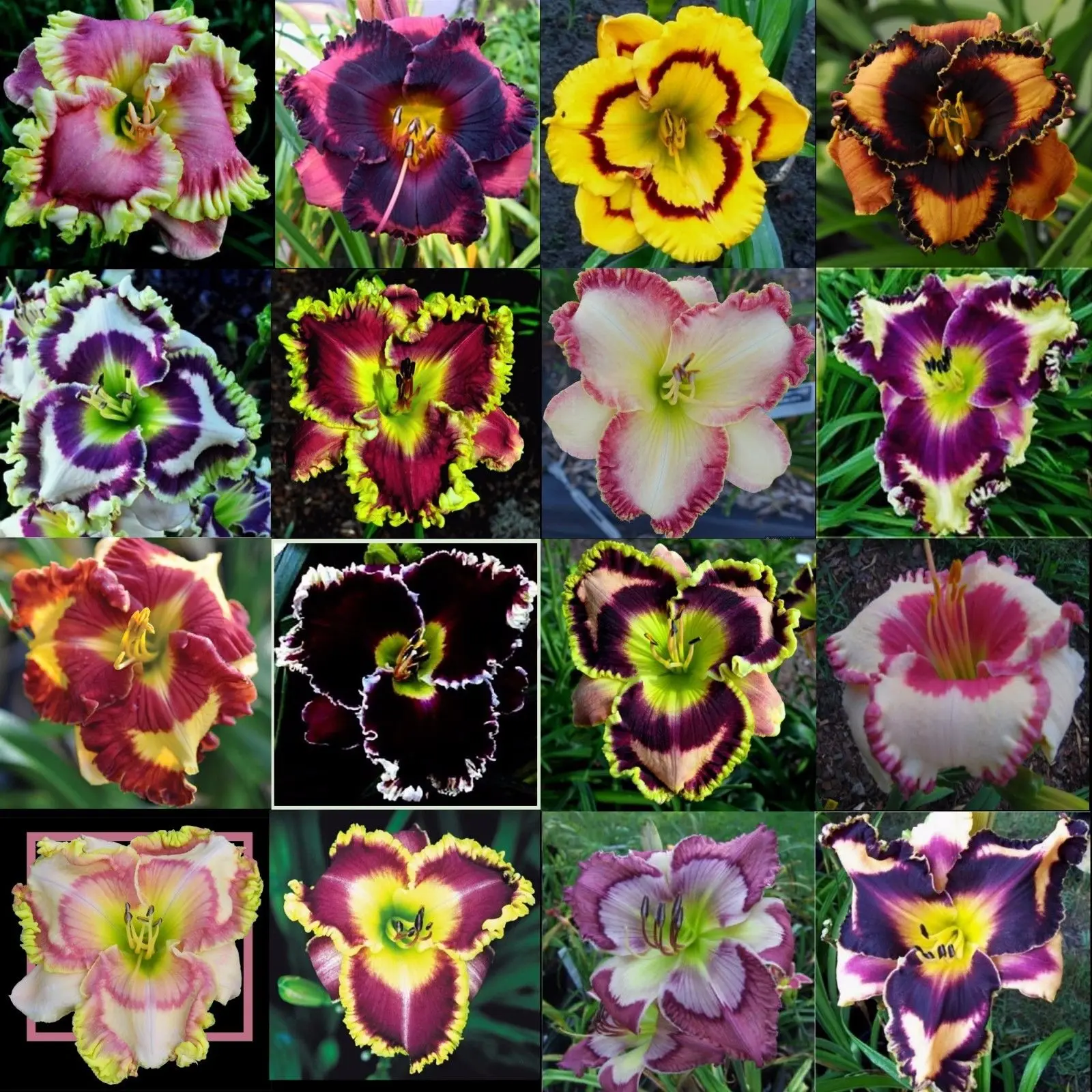 Благовония «Xuancao-Hemerocallis hybrida Bergmans», мясистые, сиреневые розы, натуральные растения, свежие суккулентные цветы, 20 шт.
Благовония «Xuancao-Hemerocallis hybrida Bergmans», мясистые, сиреневые розы, натуральные растения, свежие суккулентные цветы, 20 шт.
