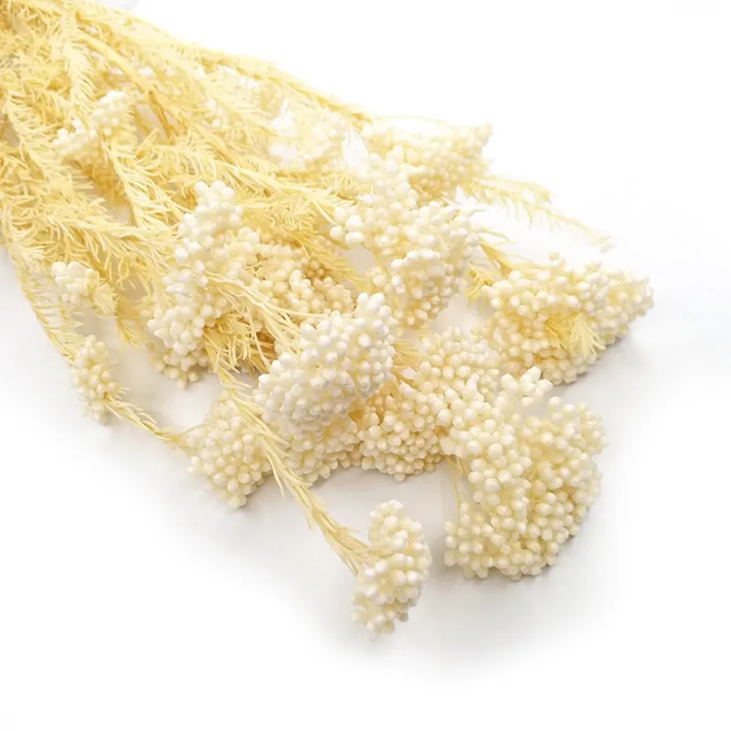 50g Natural Plant Dried Flower Preserved Millet Flower Bouquets Artificial Flower Decoration Wedding Gifts For Guests
50g Natural Plant Dried Flower Preserved Millet Flower Bouquets Artificial Flower Decoration Wedding Gifts For Guests