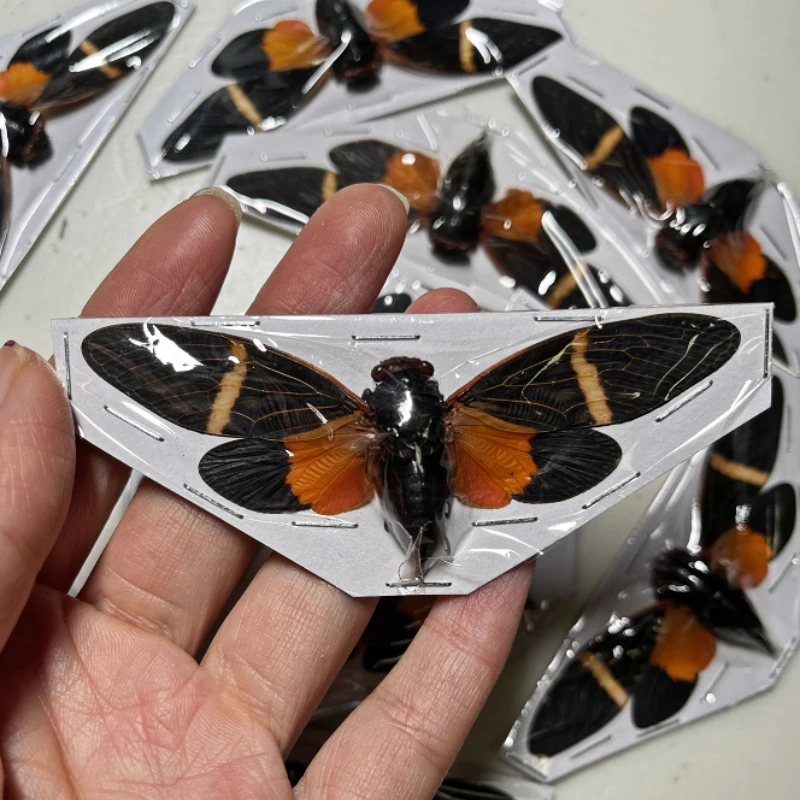 Thai Amber Cicada Insect Specimen Gorgeous Ambragaeana Ambra True Insect Beetle Material Protozoa Decorations for Home 
Thai Amber Cicada Insect Specimen Gorgeous Ambragaeana Ambra True Insect Beetle Material Protozoa Decorations for Home