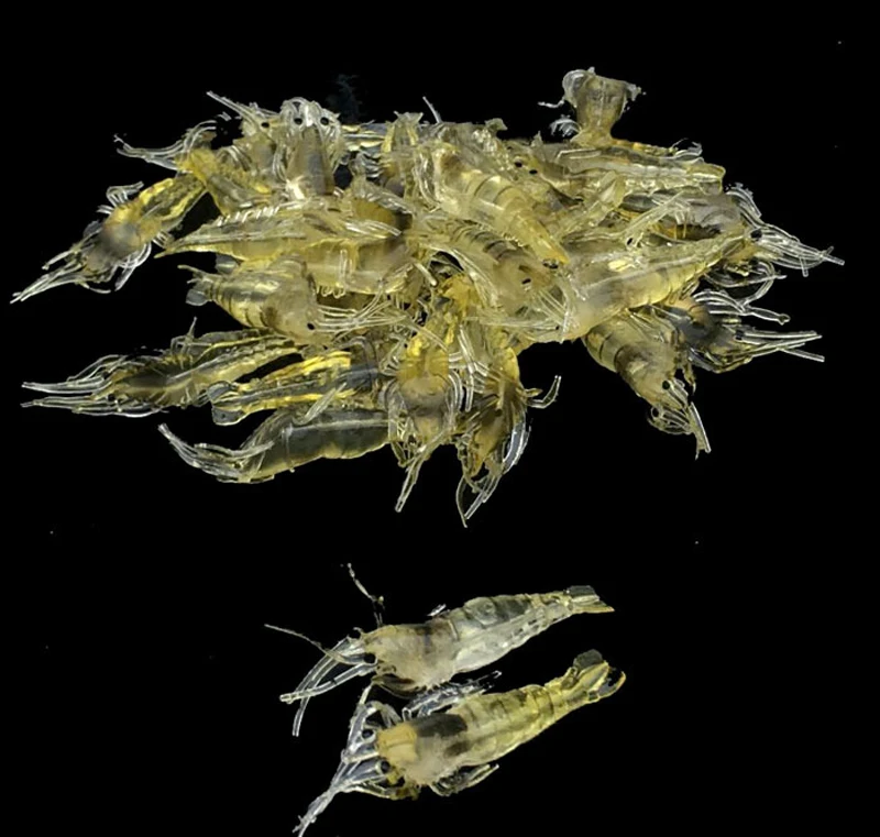 10Pcs/Lot Silicone Baits 4cm 1g Soft Fishing Lure Gold Artificial Shrimp Bait No hook Sea Fishing Winter Fishing
10Pcs/Lot Silicone Baits 4cm 1g Soft Fishing Lure Gold Artificial Shrimp Bait No hook Sea Fishing Winter Fishing