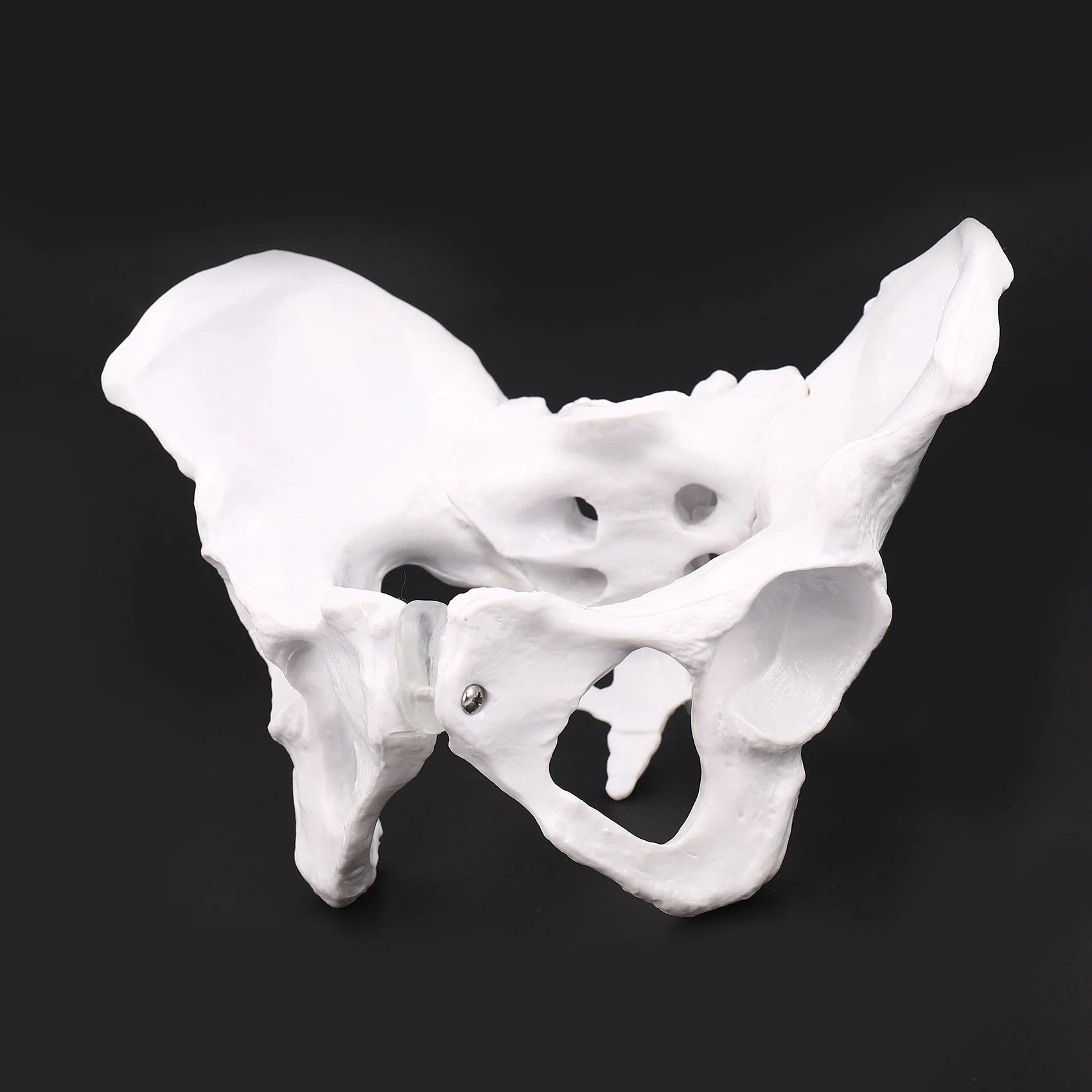 Female Anatomy Pelvis Pelvic Skeleton Throat Anatomical Anatomy Skull Sculpture Head Body Model
Female Anatomy Pelvis Pelvic Skeleton Throat Anatomical Anatomy Skull Sculpture Head Body Model
