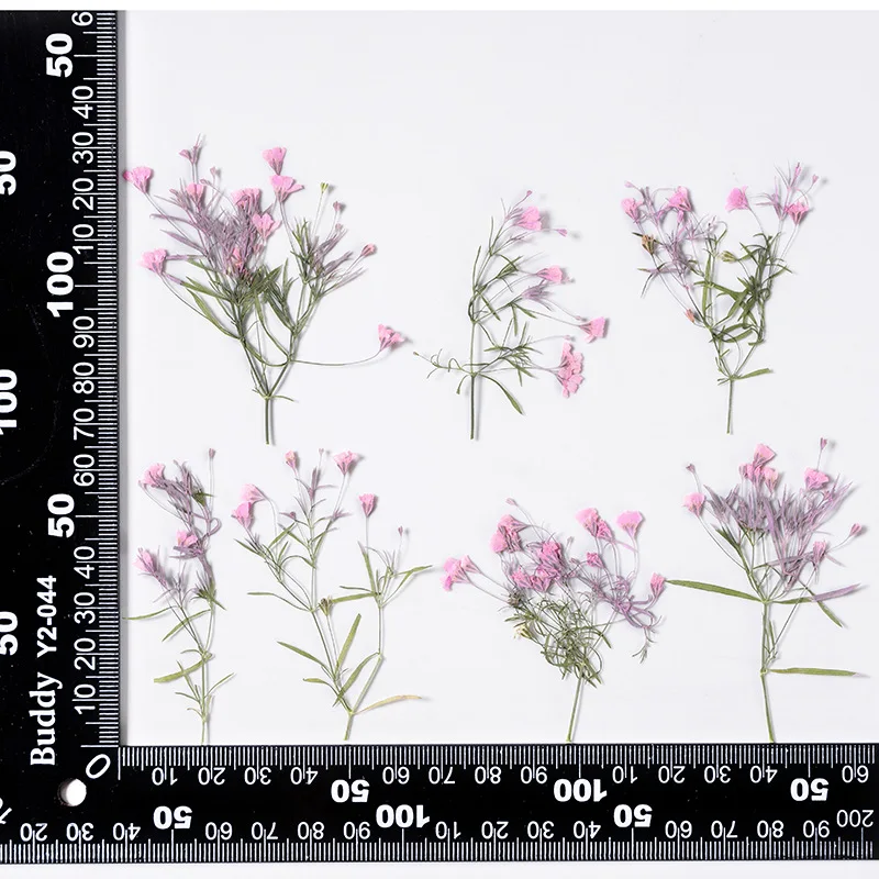 120pcs Pressed Dried Gypsophila muralis Leaf Flower Herbarium For Resin Epoxy Jewelry Card Bookmark Frame Phone Case Makeup Lamp
120pcs Pressed Dried Gypsophila muralis Leaf Flower Herbarium For Resin Epoxy Jewelry Card Bookmark Frame Phone Case Makeup Lamp