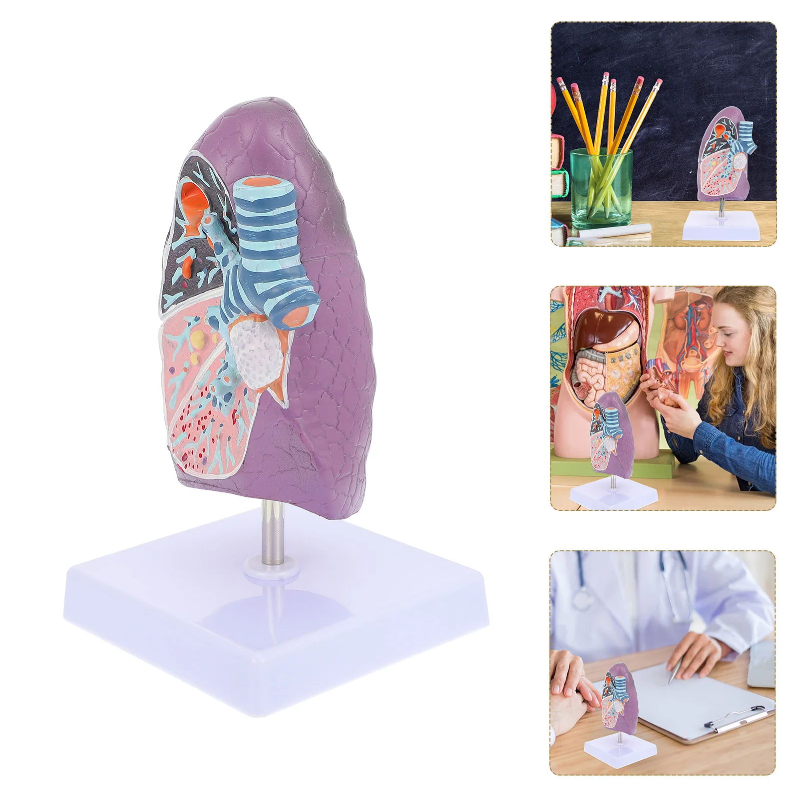 Lung Model High Grade Sturdy Prime Durable Display Device Lung Model Display Tool for School
Lung Model High Grade Sturdy Prime Durable Display Device Lung Model Display Tool for School