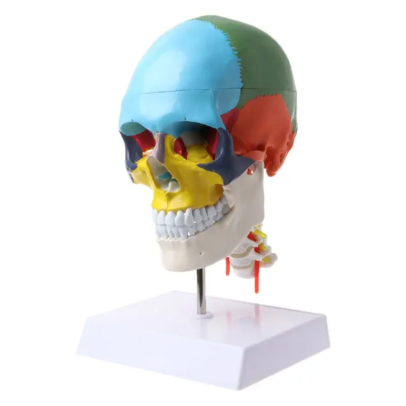 2022 New Human Anatomy Skeleton Anatomical Model with Colored Bones Cervical Vertebra Sculpture Medical Supplies
2022 New Human Anatomy Skeleton Anatomical Model with Colored Bones Cervical Vertebra Sculpture Medical Supplies