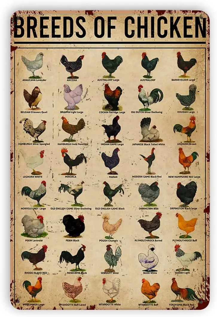 Metal Tin Signs Breeds Of Chickens Tin Sign Vintage Metal Poster Chic Retro Sign Animal Home Decor Knowledge Sign Gift8x12 Inch
Metal Tin Signs Breeds Of Chickens Tin Sign Vintage Metal Poster Chic Retro Sign Animal Home Decor Knowledge Sign Gift8x12 Inch