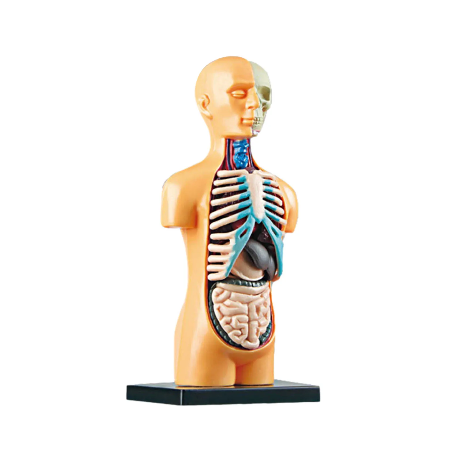 Human Anatomy Model Realistic Human Anatomy Display 11 Pcs Removable Human Torso Body Model Anatomical Internal Organs For
Human Anatomy Model Realistic Human Anatomy Display 11 Pcs Removable Human Torso Body Model Anatomical Internal Organs For