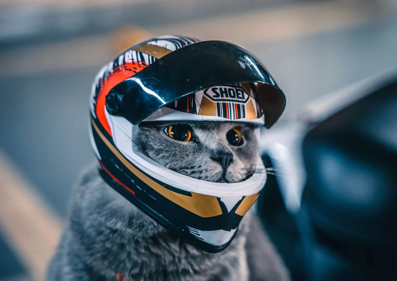 Pet Helmets,Cat Helmet,Dog Helmet-Outdoor Mini Head Protecting Safe Hat,Motorcycle Helmet Decorative,Pet Photo Props Accessorie
Pet Helmets,Cat Helmet,Dog Helmet-Outdoor Mini Head Protecting Safe Hat,Motorcycle Helmet Decorative,Pet Photo Props Accessorie