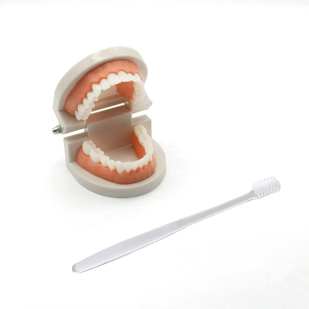 Montessori Toys for Children Learning Education Kids Brushing Tooth Teaching Aids Simulated Model Practical Life Material G2164H 
Montessori Toys for Children Learning Education Kids Brushing Tooth Teaching Aids Simulated Model Practical Life Material G2164H