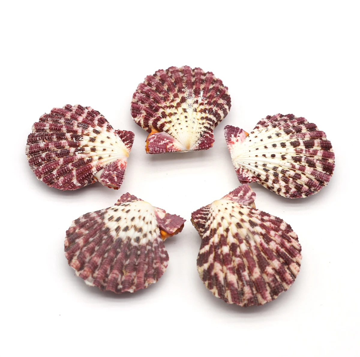 Natural Purple Shell Shellfish Conch Beads for Aquarium Fish Tank Landscape Decoration Jewelry Wholesale Lot 40x45mm
Natural Purple Shell Shellfish Conch Beads for Aquarium Fish Tank Landscape Decoration Jewelry Wholesale Lot 40x45mm