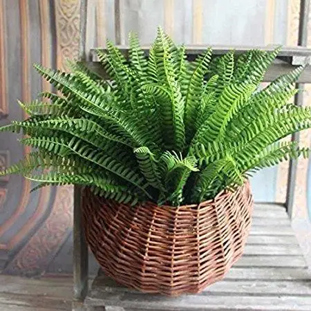 Artificial Lifelike Large Silk Boston Fern Plant Plastic Green Grass Home Decoration for Garden Desk Office Wedding Party
Artificial Lifelike Large Silk Boston Fern Plant Plastic Green Grass Home Decoration for Garden Desk Office Wedding Party