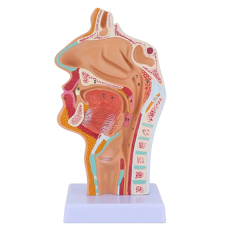 Nasal Cavity Throat Anatomy Model Human Anatomical Pharynx Larynx Model For Students Study Display Teaching 
Nasal Cavity Throat Anatomy Model Human Anatomical Pharynx Larynx Model For Students Study Display Teaching