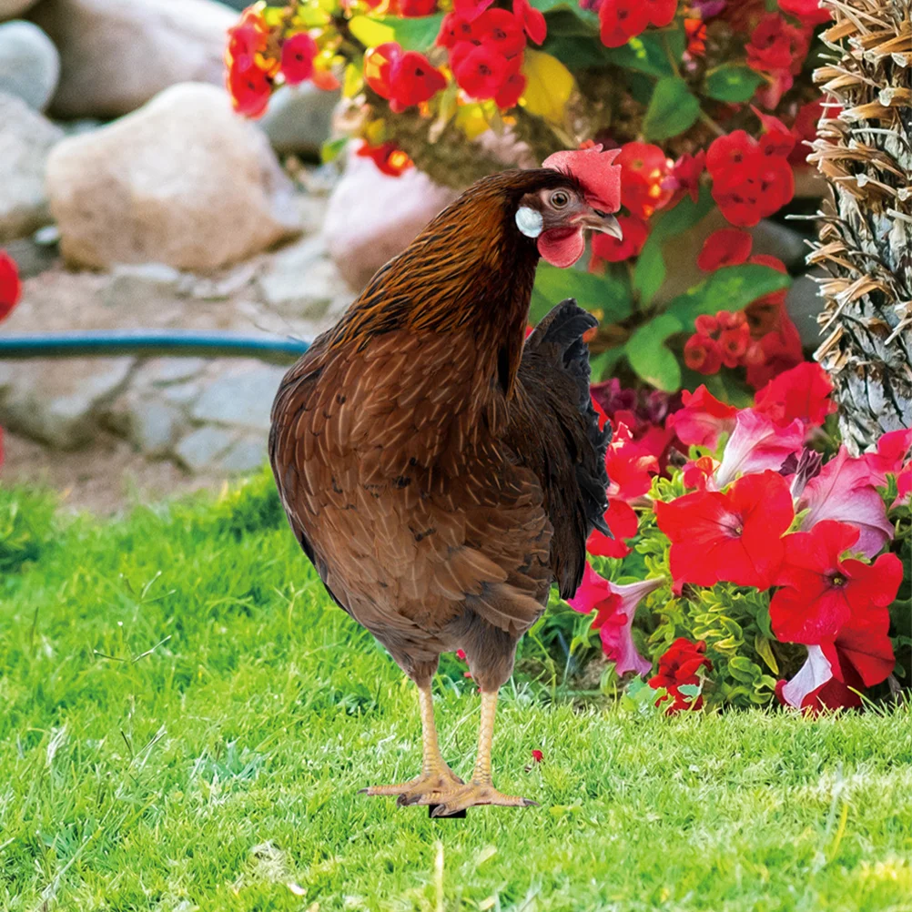 2 Pcs Sign Decorative Garden Inserts Chicken Yards Acrylic Stake Wood Pile Lawn Ornament Vivid Stakes Decors
2 Pcs Sign Decorative Garden Inserts Chicken Yards Acrylic Stake Wood Pile Lawn Ornament Vivid Stakes Decors