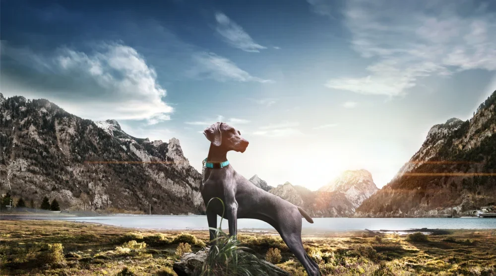 JMT Pet Life®«Репетир-Sheild» Martingale безопасность и тренировка собачий ошейник с цепью
JMT Pet Life®«Репетир-Sheild» Martingale безопасность и тренировка собачий ошейник с цепью