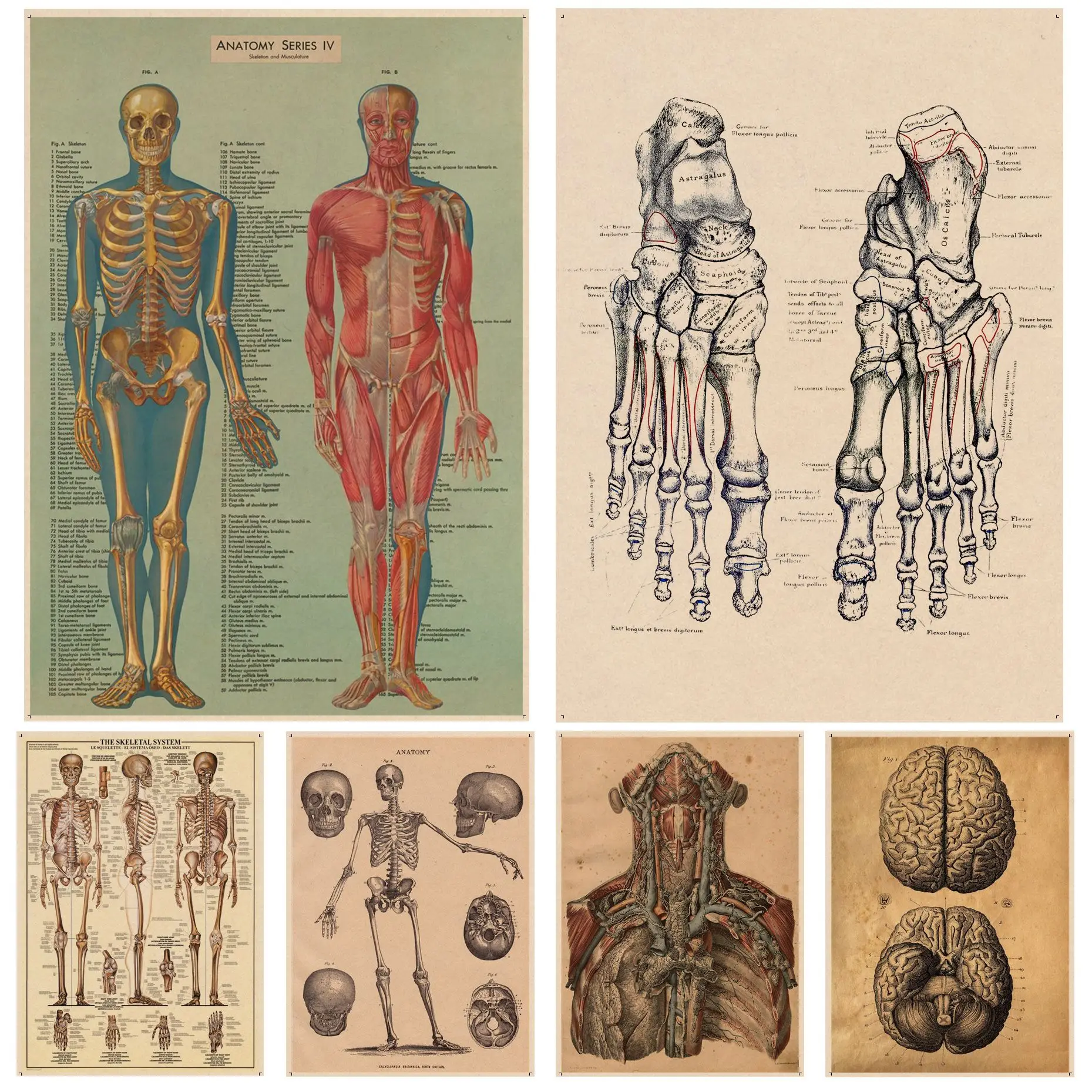 Vintage Human Anatomy Classic Movie Posters For Living Room Bar Decoration Posters Wall Stickers
Vintage Human Anatomy Classic Movie Posters For Living Room Bar Decoration Posters Wall Stickers