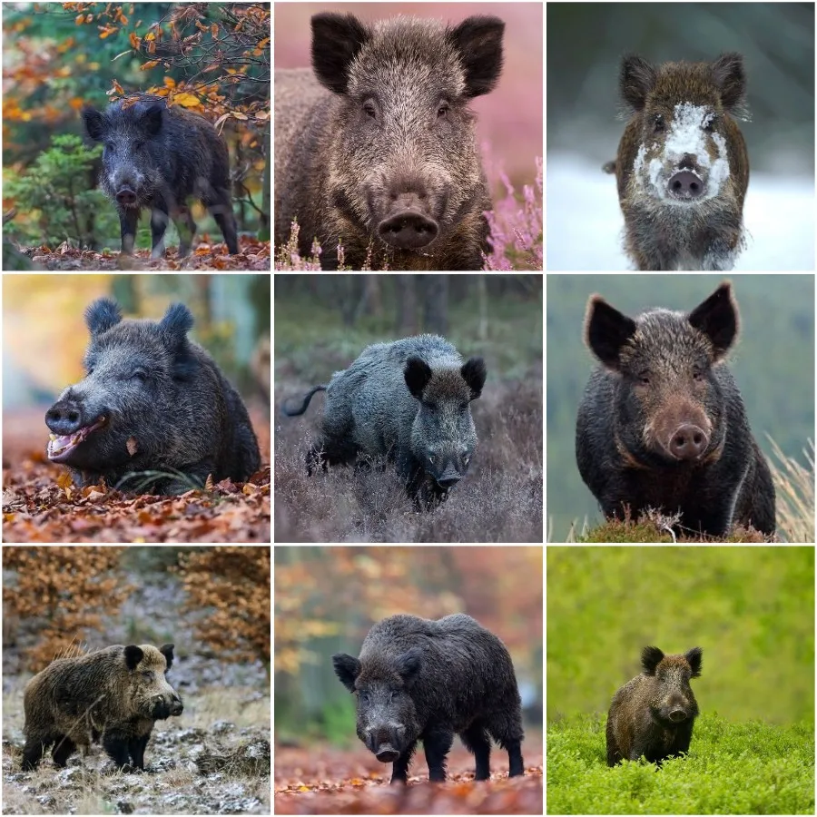 DIY 5D Full Square/Round Drill Diamond Painting “ Boar ” Cross Stitch Mosaic For Home Decoration Art Kit
DIY 5D Full Square/Round Drill Diamond Painting “ Boar ” Cross Stitch Mosaic For Home Decoration Art Kit