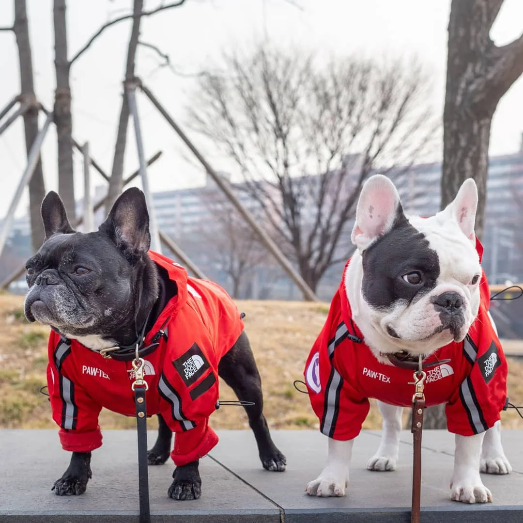 The Dog Face Pet Jacket Hoodies Rain Coats Windbreaker Weatherproof Large Doggy Sweatshirt For Dogs All Seasons Apparel Clothes
The Dog Face Pet Jacket Hoodies Rain Coats Windbreaker Weatherproof Large Doggy Sweatshirt For Dogs All Seasons Apparel Clothes