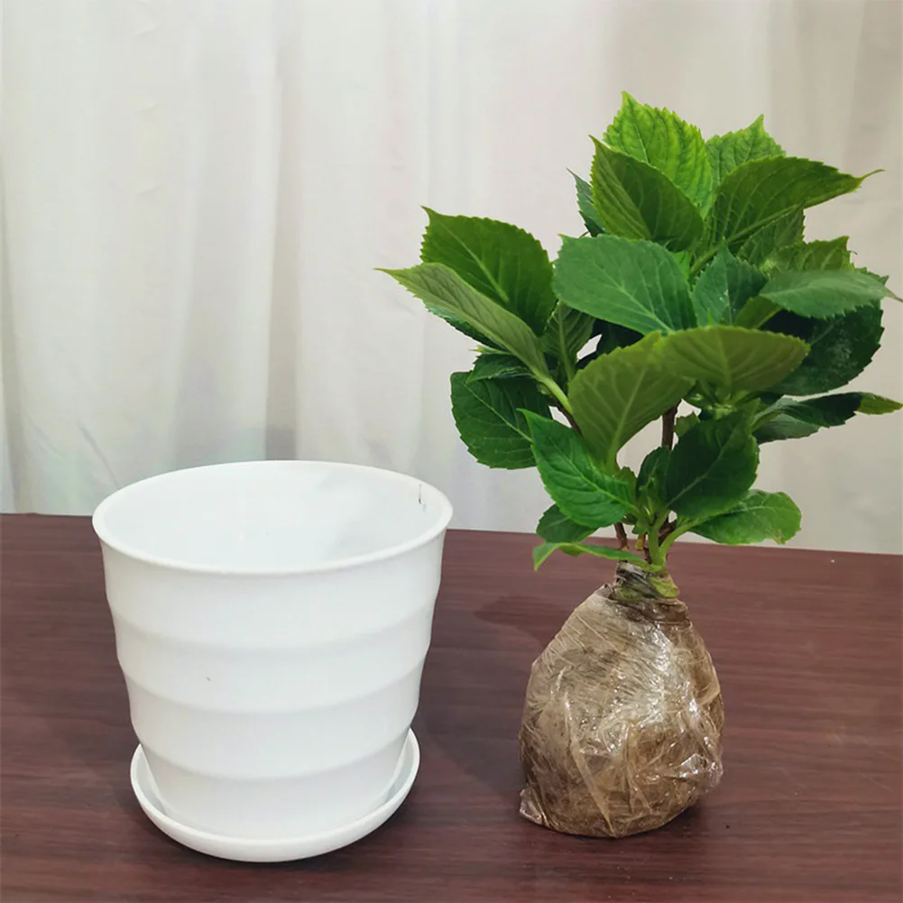 10Pcs White Mini Plastic Garden Flower Pot Planters Succulent Plant Flowerpot Home Decor Garden Supplies
10Pcs White Mini Plastic Garden Flower Pot Planters Succulent Plant Flowerpot Home Decor Garden Supplies