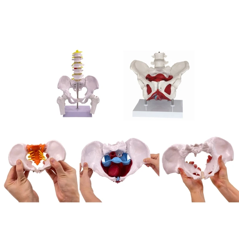 Female Pelvis Structure Model Midwifery Teaching Models Women Movable Pelvis Anatomy Model for Medical Students New Dropship
Female Pelvis Structure Model Midwifery Teaching Models Women Movable Pelvis Anatomy Model for Medical Students New Dropship