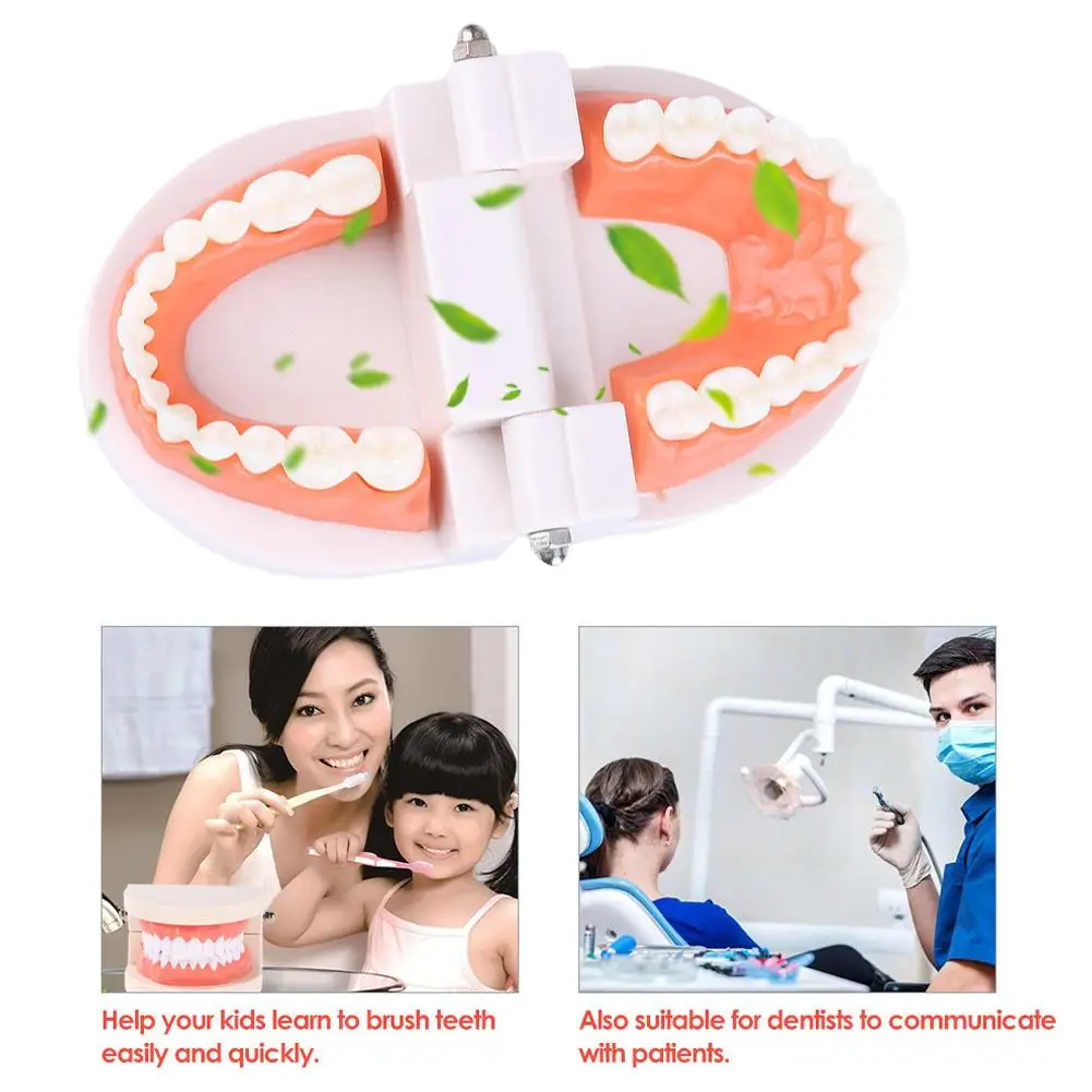 Standard Dental Teaching Model Teeth Teaching Model On Educational Tool Of Teeth The Dentist Demonstration Structure Study S1K8
Standard Dental Teaching Model Teeth Teaching Model On Educational Tool Of Teeth The Dentist Demonstration Structure Study S1K8