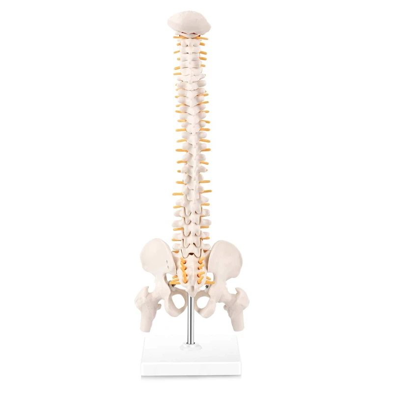 Miniature Spine Anatomy Model, 15.5Inch Mini Vertebral Column Model With Spinal Nerves, Pelvis, Femur, Mounted On A Base
Miniature Spine Anatomy Model, 15.5Inch Mini Vertebral Column Model With Spinal Nerves, Pelvis, Femur, Mounted On A Base
