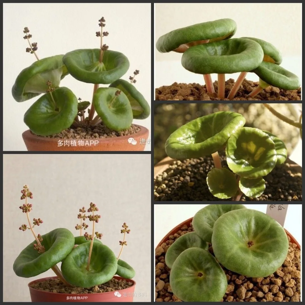 50PCS Crassula umbella"Wine Cup" Fleshy Desert Rose Incense Succulent Flowers Incense
50PCS Crassula umbella"Wine Cup" Fleshy Desert Rose Incense Succulent Flowers Incense