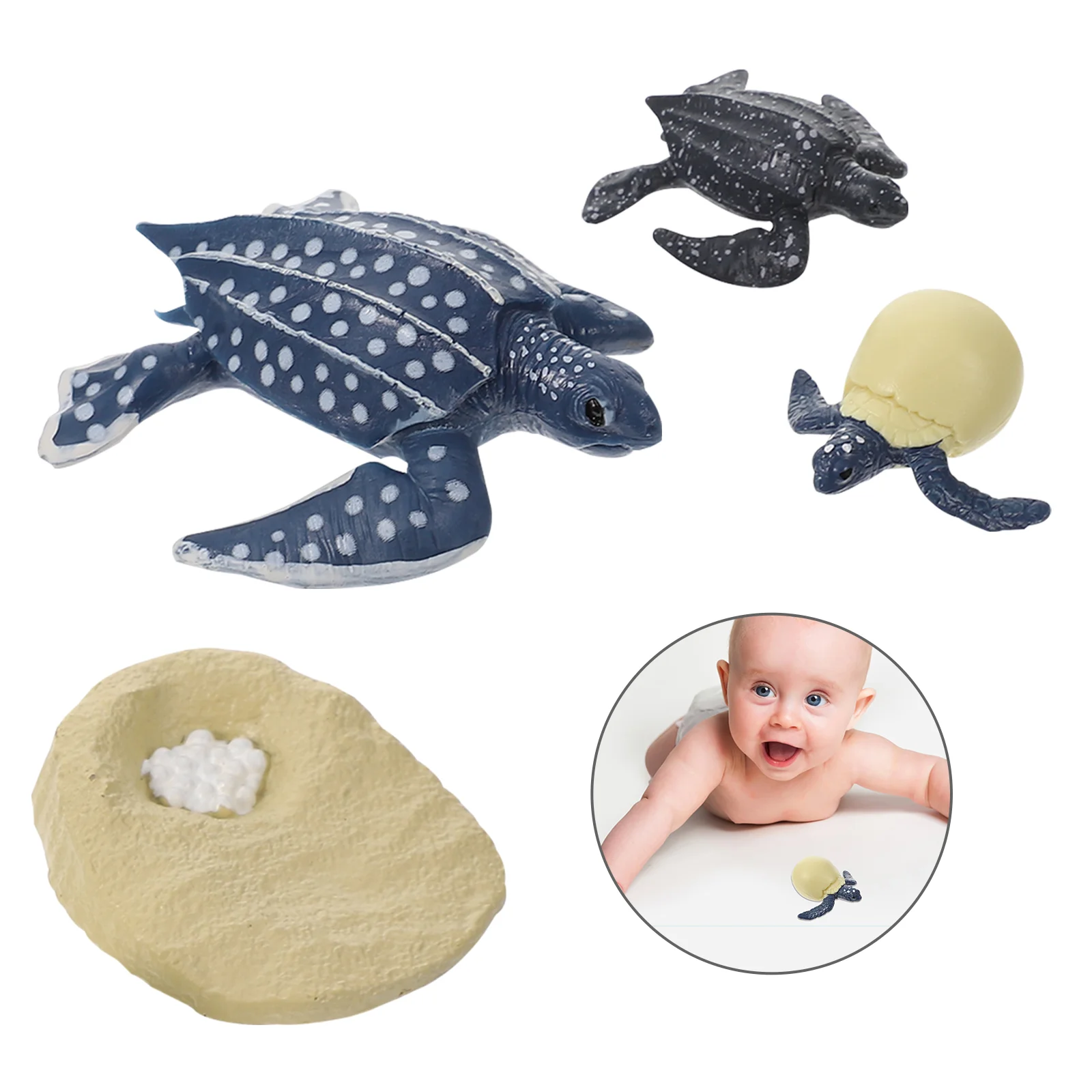 

Toddlers Toys Cognitive Model Life Teaching Aids Early Education Sea ​​turtle Leatherback Growth Cycle Models Animal Stage