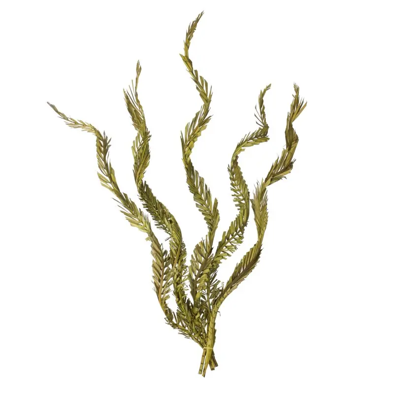 Lovely 6 Stems Twisted Dried Basil Coco Palms - Fresh Fragrant Bouquet for Home Decoration.
Lovely 6 Stems Twisted Dried Basil Coco Palms - Fresh Fragrant Bouquet for Home Decoration.