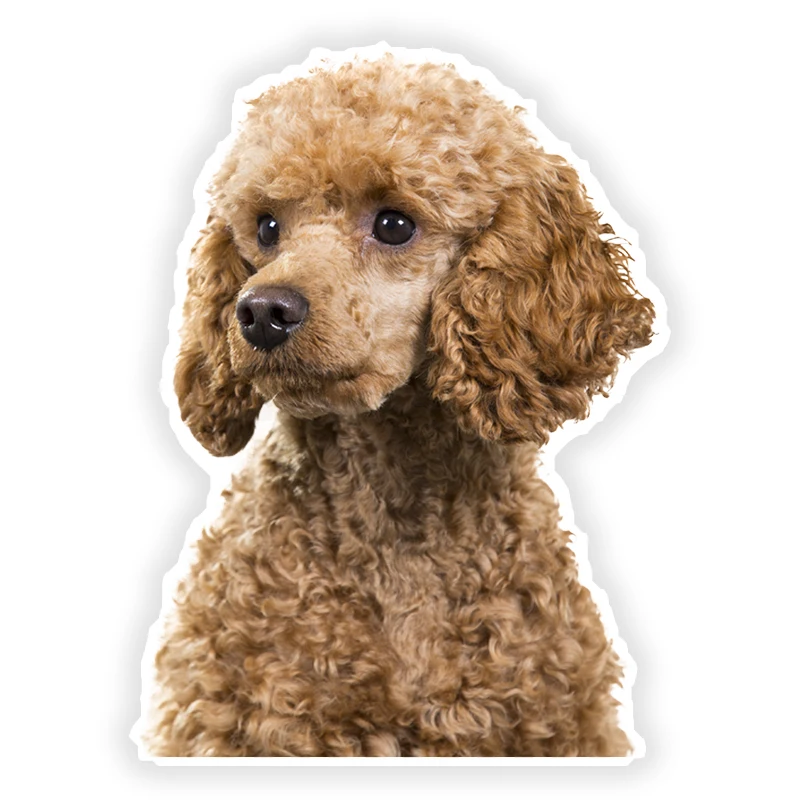 Z91 #13 см/17 см ПВХ наклейка в виде пуделя стикер на машину с собакой водонепроницаемый для бампера заднего окна ноутбука холодильника туалета
Z91 #13 см/17 см ПВХ наклейка в виде пуделя стикер на машину с собакой водонепроницаемый для бампера заднего окна ноутбука холодильника туалета