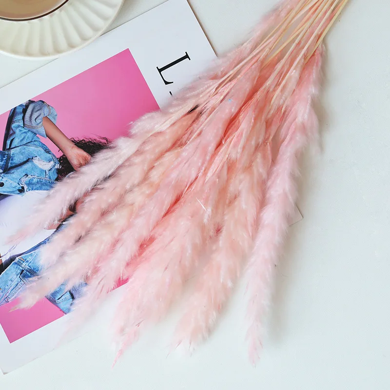 DIY Small Reed Preserved Fresh Flower Bouquet Pampas Grass,PAMPAS Grass Reed Natural Dried Flower Decorative Flower Material
DIY Small Reed Preserved Fresh Flower Bouquet Pampas Grass,PAMPAS Grass Reed Natural Dried Flower Decorative Flower Material