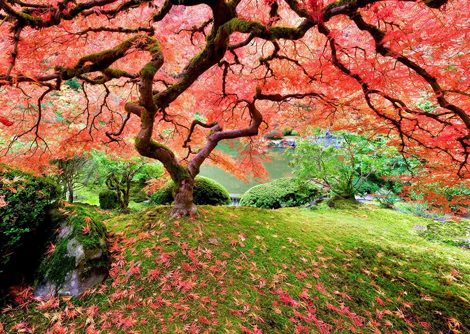 Japanese maple Family Jigsaw Puzzles Drawing and Educational Accessories homeschool supplies educational
Japanese maple Family Jigsaw Puzzles Drawing and Educational Accessories homeschool supplies educational