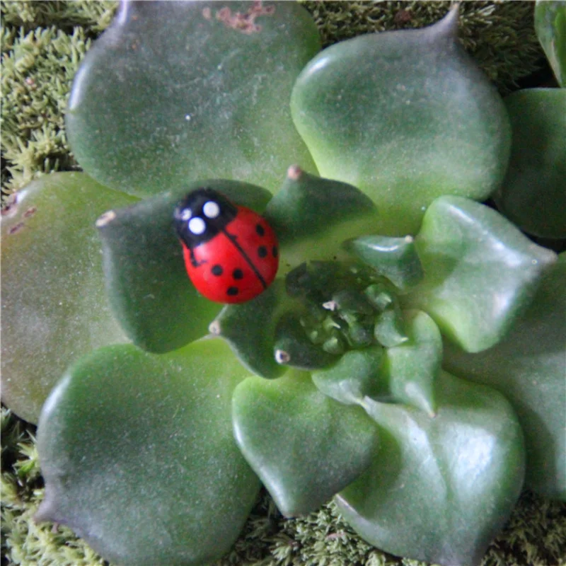 Cartoon Animal Seven-star Ladybug Resin Succulent Mini Ornament Micro-landscape Scene Decoration DIY Garden Decoration Ornament
Cartoon Animal Seven-star Ladybug Resin Succulent Mini Ornament Micro-landscape Scene Decoration DIY Garden Decoration Ornament