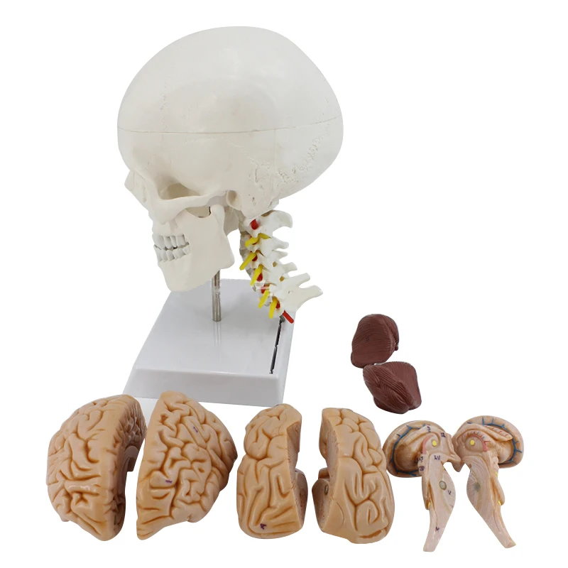 New Skull model brain neurology craniocerebral anatomy model with digital number mark education head model
New Skull model brain neurology craniocerebral anatomy model with digital number mark education head model