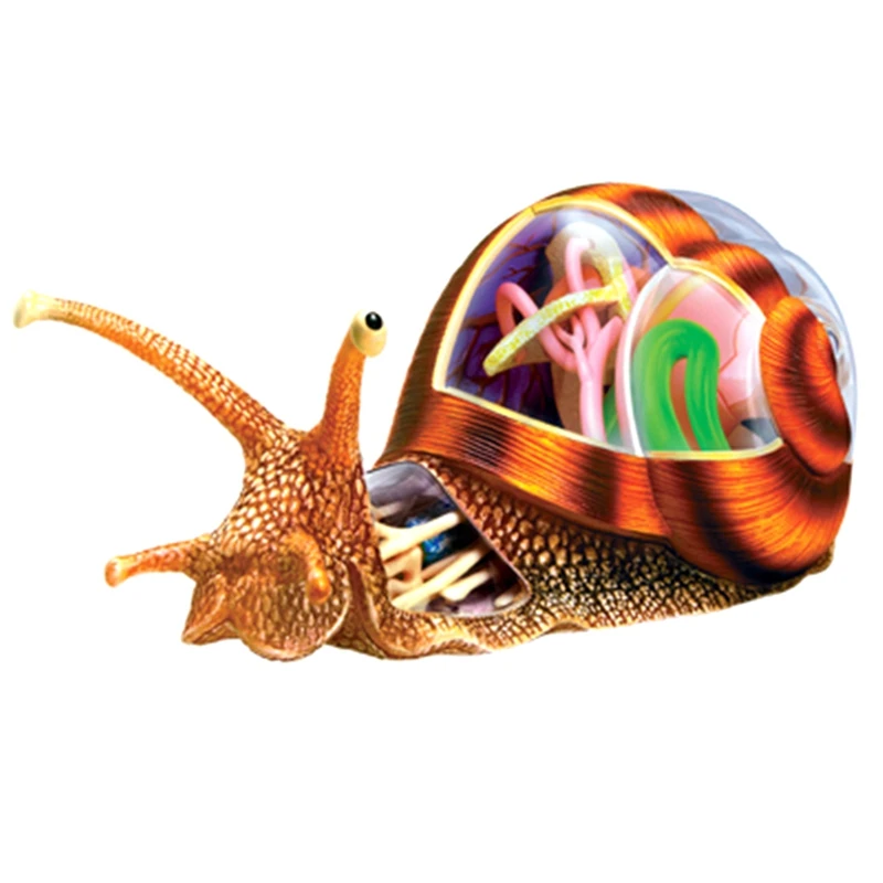 Puzzle Assembling Toy Simulation Animal Biological Snail Organ Anatomy Teaching Model
Puzzle Assembling Toy Simulation Animal Biological Snail Organ Anatomy Teaching Model