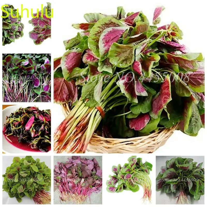 Редкий амарантус, трехцветные травы, вкусные ароматные овощи без ГМО, высокая степень прорастания, 100 шт./пакет растений
Редкий амарантус, трехцветные травы, вкусные ароматные овощи без ГМО, высокая степень прорастания, 100 шт./пакет растений