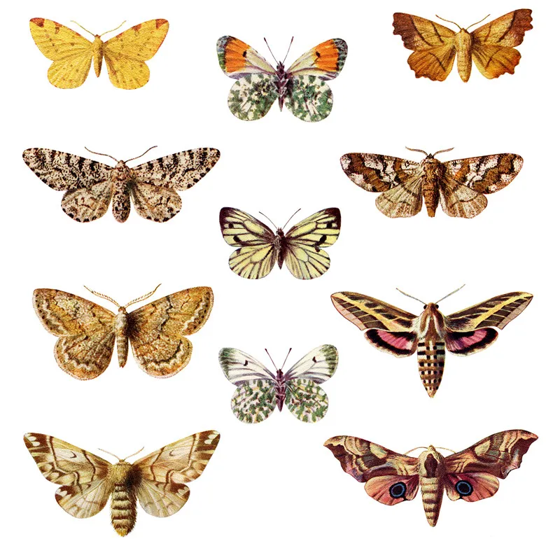 10Pcs/Pack Vintage Retro Butterfly Atlas Sticker DIY Craft Scrapbooking Album Junk Journal Decorative Stickers
10Pcs/Pack Vintage Retro Butterfly Atlas Sticker DIY Craft Scrapbooking Album Junk Journal Decorative Stickers